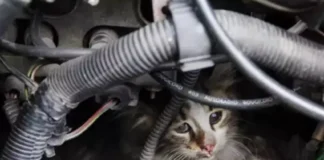 Soğuk havalarda araç motorlarındaki kedilere dikkat! Kontrol etmeden önce aracın motorunu çalıştırmayın!